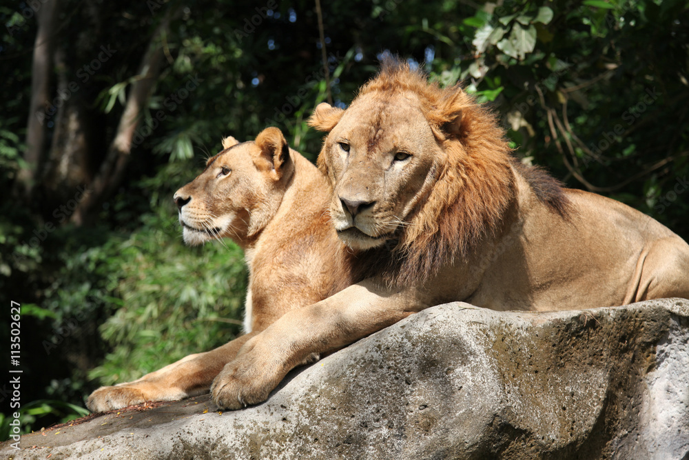 Obraz premium Lions