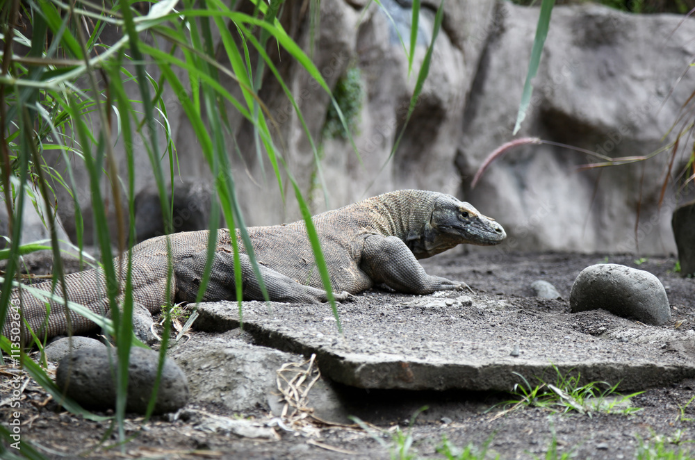 Fototapeta premium monitor animal