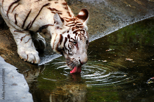Canvas Print White Tiger Drinking Water in Indian Tiger Reserves