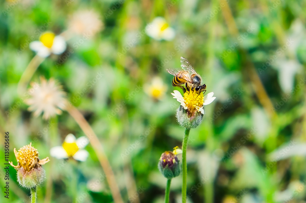Bee small holding flower yellow small pollen Bee small holding flower yellow small pollen