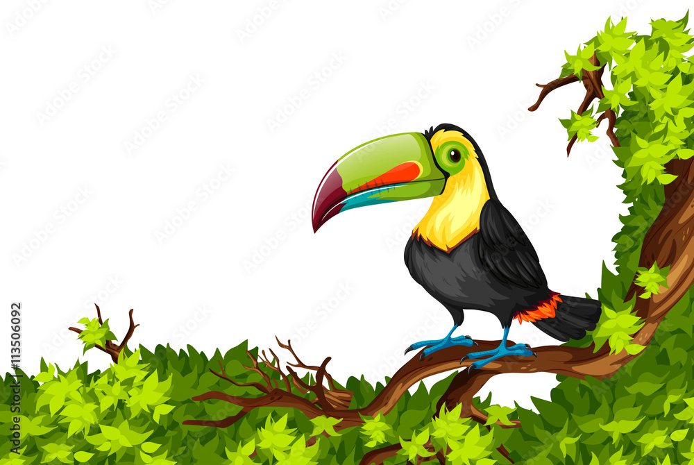 Fototapeta premium Toucan standing on branch