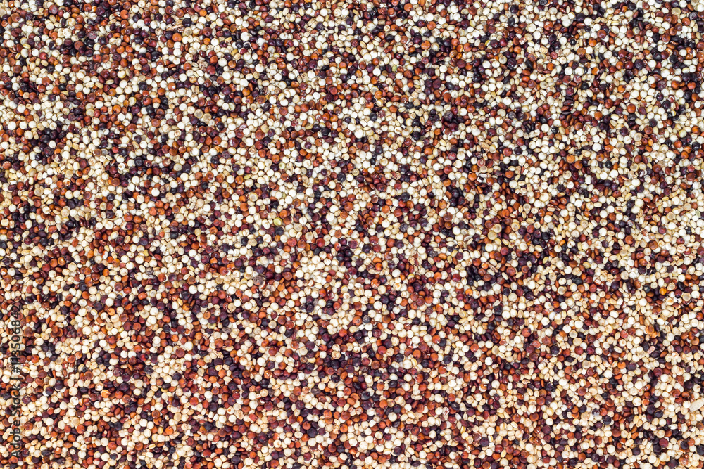 Seeds of uncooked quinoa Seeds of uncooked quinoa