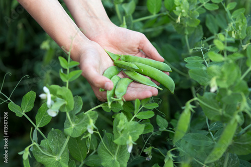 Human Hands show pods fresh peas