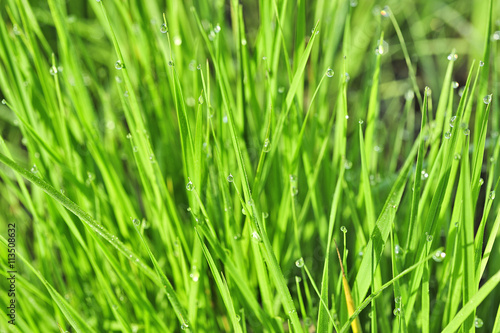 morning dew on green grass