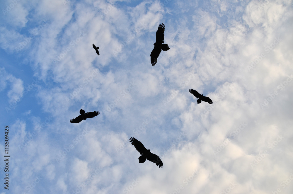 Obraz premium Birds circling in the sky