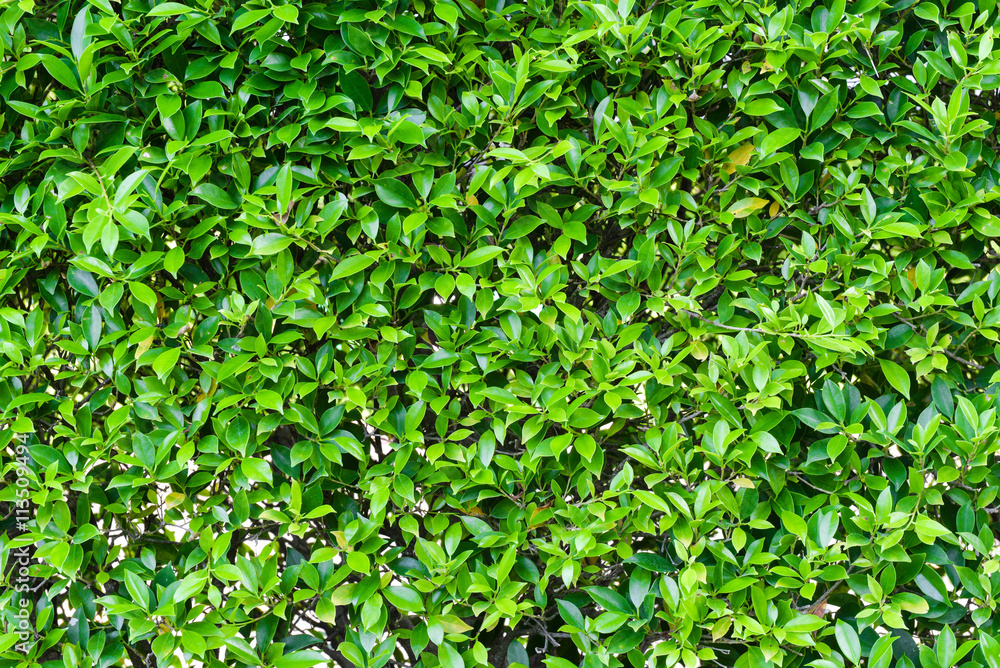 Green leaves background