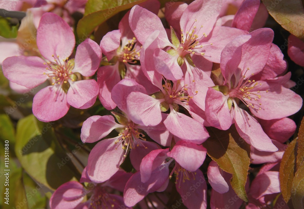 pink flowers of crabapple tree pink flowers of crabapple tree
