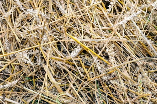 Residual straw after processing of the grain