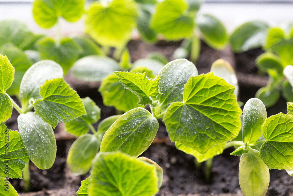 Green Cucumber seedling on tray. Green Cucumber seedling on tray.