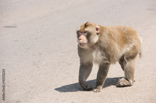 Monkey walking on the road