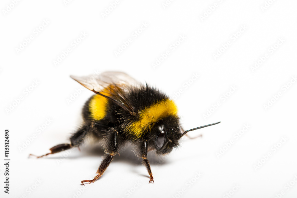Hummel auf weißem Grund freigestellt Hummel auf weißem Grund freigestellt