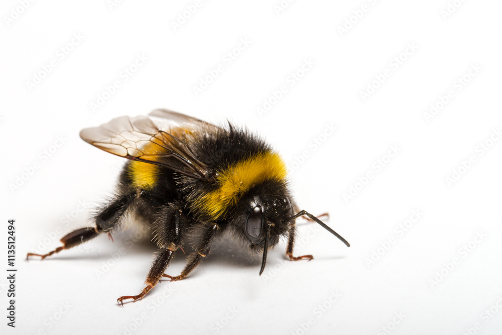 Hummel auf weißem Grund freigestellt Hummel auf weißem Grund freigestellt