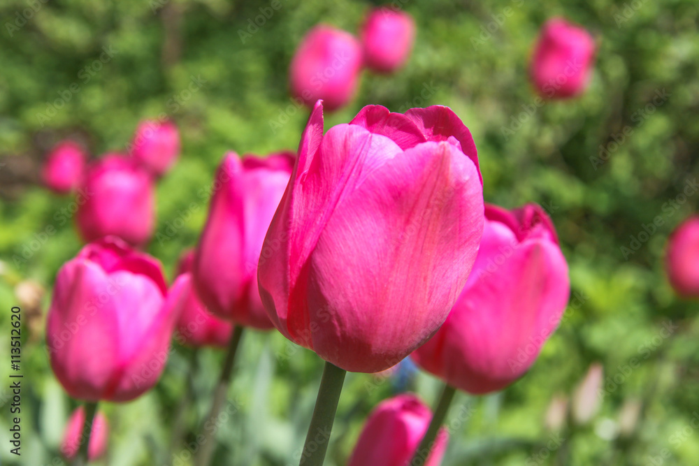 Crimson bright tulips in the garden