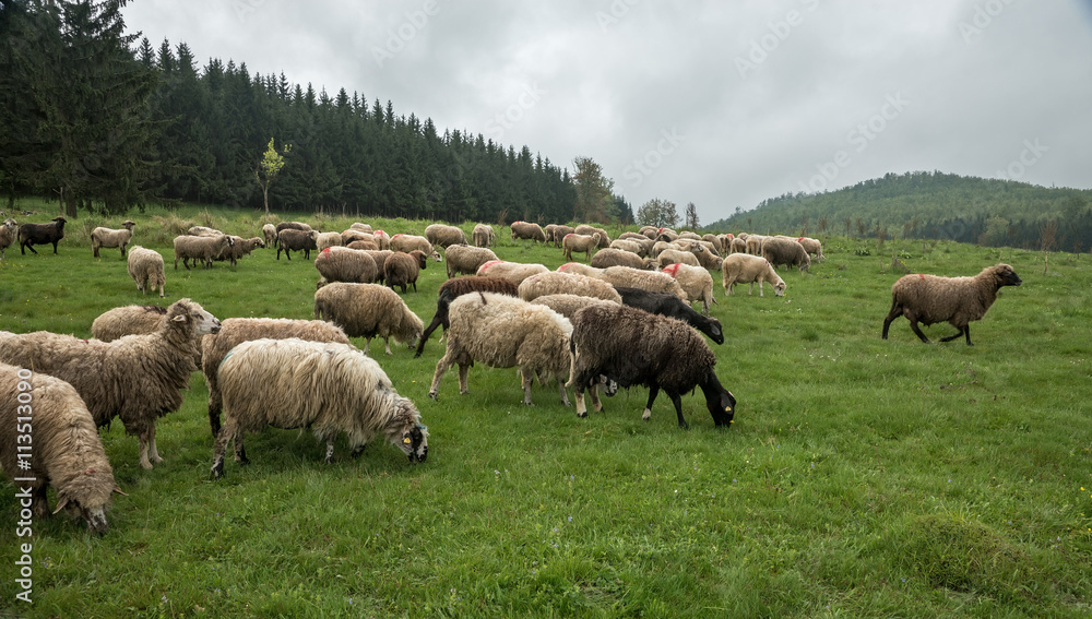 Hairy sheep on a green meadow 33