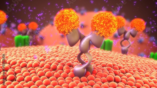 Cell membrane receptors photo