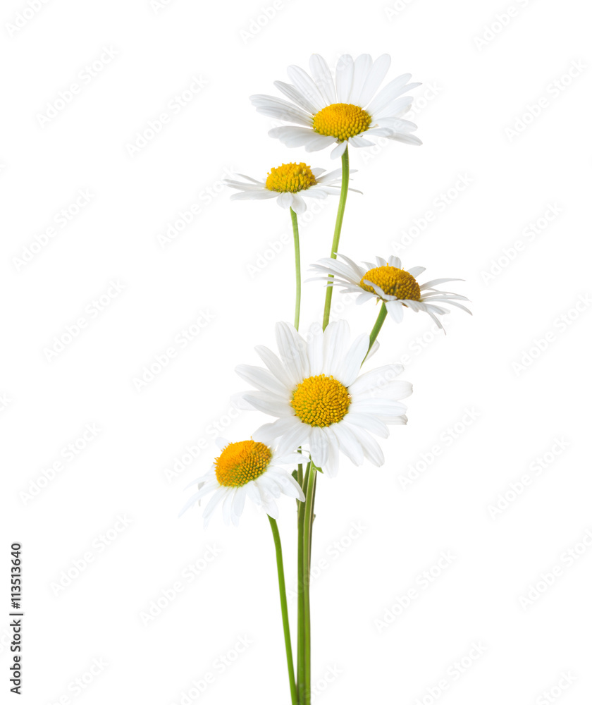 Five Chamomiles isolated on white background.