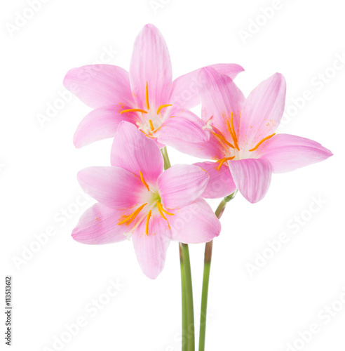 Fototapeta Naklejka Na Ścianę i Meble -  Three pink lilies isolated on a white background. Rosy Rain lily