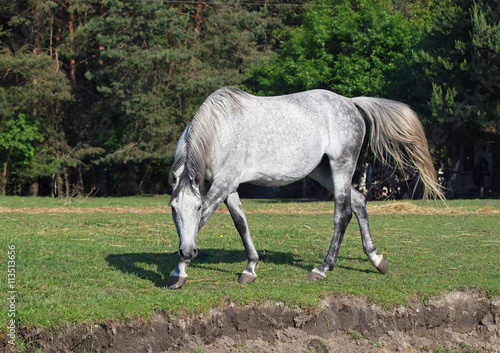 Tableau sur toile The beautiful gray horse gracefully walks on a meadow