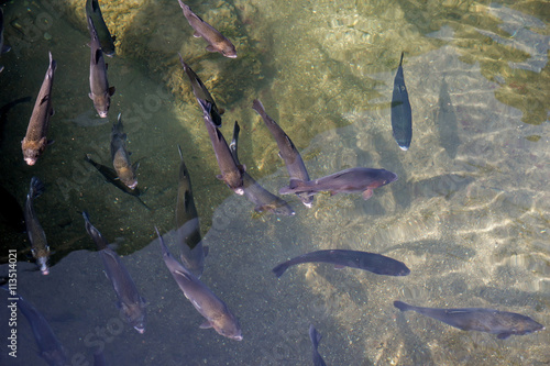 Trout in the pond 02