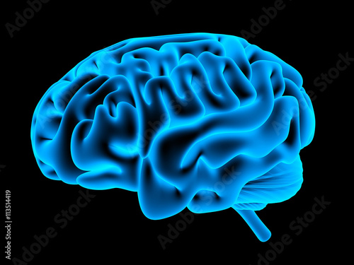 Human brain xray