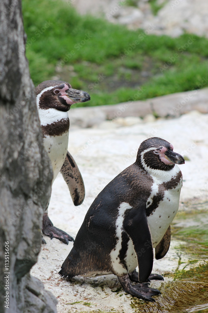 Fototapeta premium Zwei Pinguine am Ufer eines Gewässers