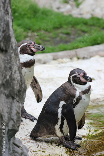 Zwei Pinguine am Ufer eines Gewässers