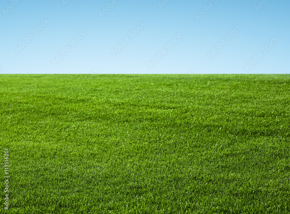 Green field grass