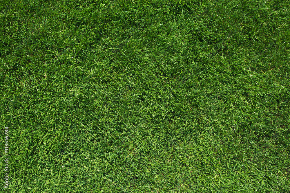 Obraz premium Green grass top view