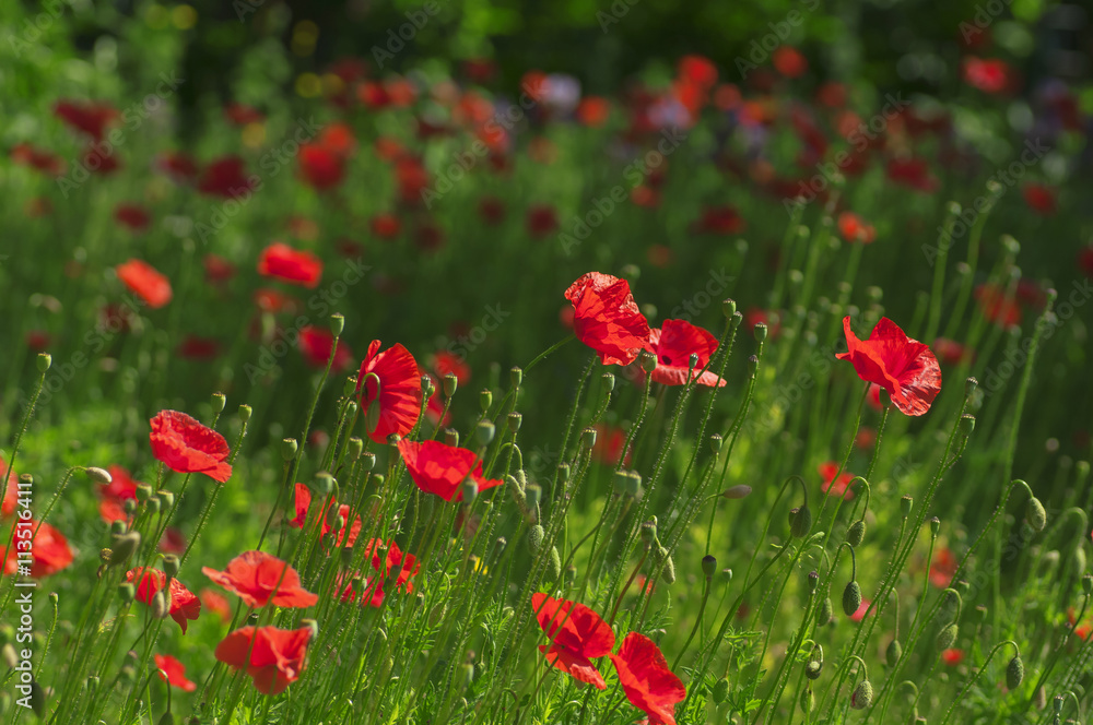 Fototapeta premium Red poppies on summer meadow