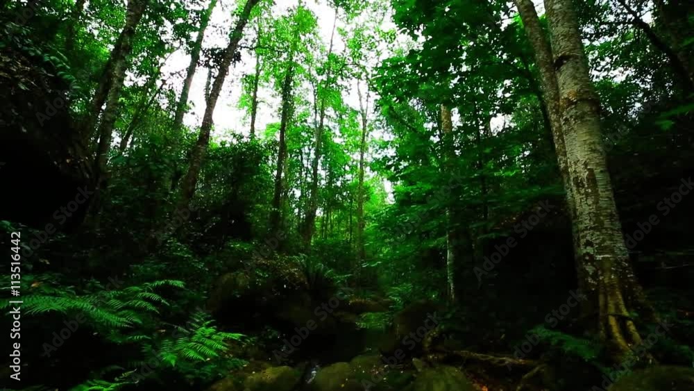 Rapids with green moss in the forest river Rapids with green moss in the forest river