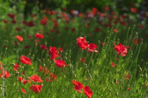 Red poppies on summer meadow