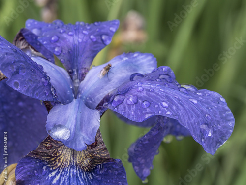 Bloe Iris flower photo