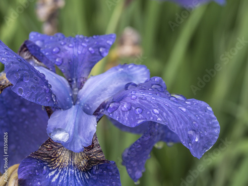 Bloe Iris flower photo