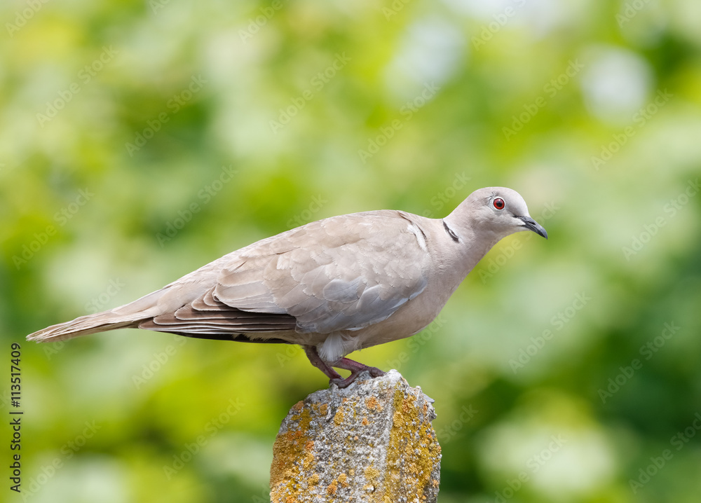 An Eurasian Collared Dove, Streptopelia decaocto, perched in the garden with beautifull natural green bokeh background An Eurasian Collared Dove, Streptopelia decaocto, perched in the garden with beautifull natural green bokeh background