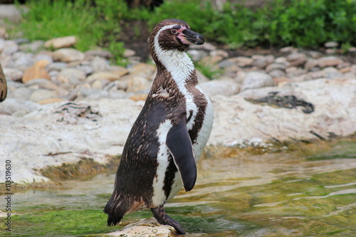 Ein bedrohter Humboldtpinguin in einem Zoo (Tiergarten)