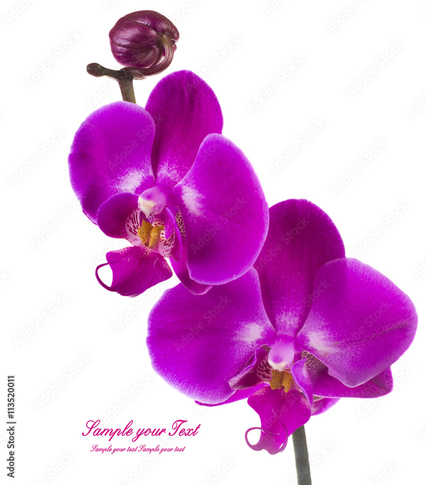 Pink streaked orchid flower, isolated Pink streaked orchid flower, isolated