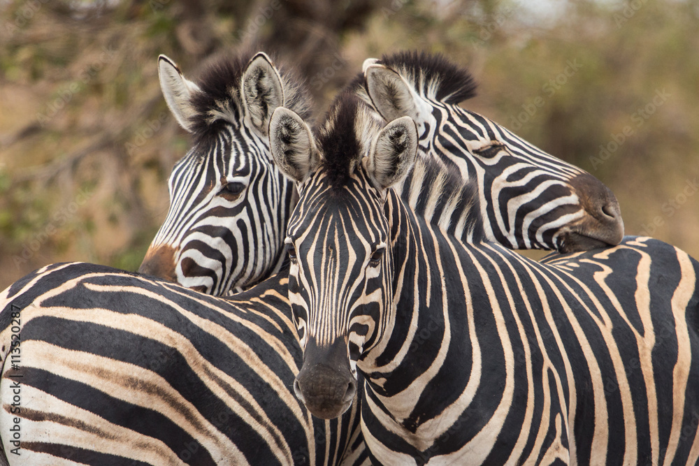 Naklejka premium Three common zebras (Equus quagga), Kruger Park, South Africa