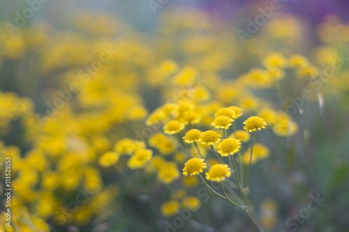 Beautiful small wild flowers © Igor Ilvutchenko