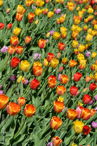 Colorful tulips field 