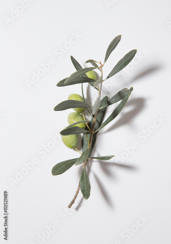 Branch of olive tree with shadow on a light background