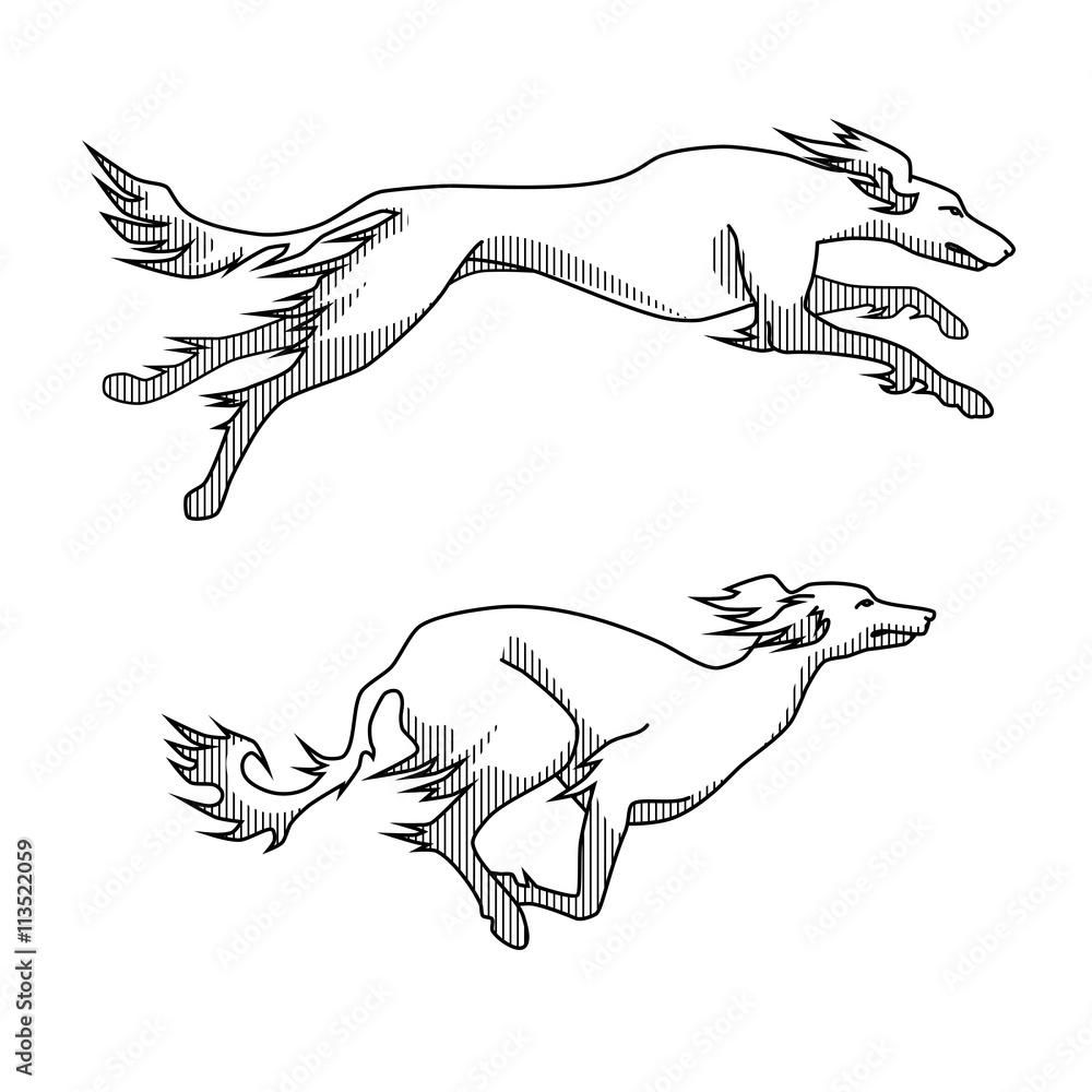 Running dogs saluki breed, two poses Running dogs saluki breed, two poses