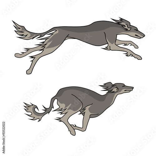 Running dogs saluki breed, two poses