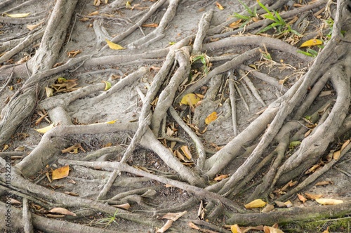 dry banyan roots in nature garden