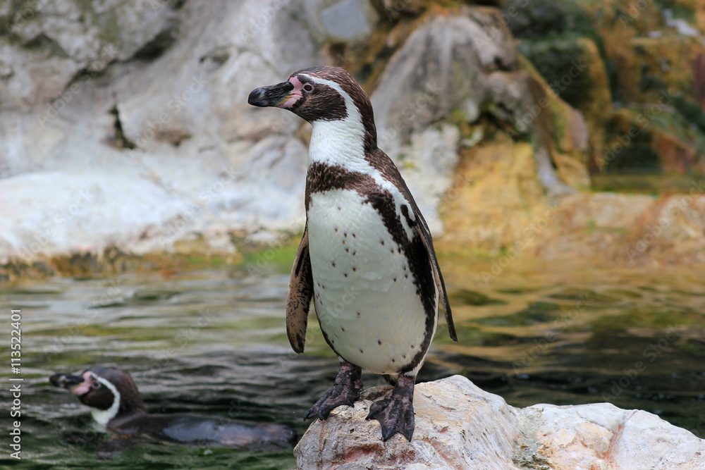 Naklejka premium Ein bedrohter Humboldtpinguin (Brillenpinguin) in einem Zoo
