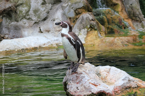 Ein Brillenpinguin (Humboldtpinguin) sitzt in einem Zoo auf einem Felsen photo