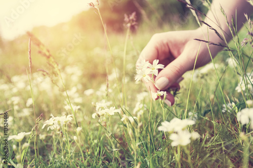 Woman picking up flowers on a meadow, hand close-up. Vintage light