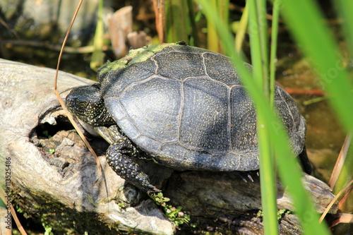 Europäische Sumpfschildkröte in der Wildnis