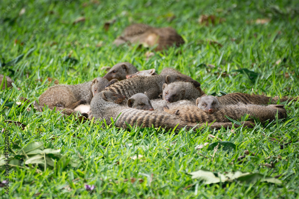 Mongoose Mongoose