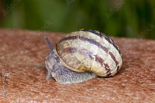 White Lipped Snail. (capaea hortensis) photo