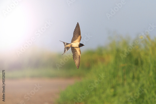 Swallow in flight over road with sunny hotspot